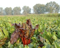 Fuchsschwanzgewächse