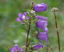 Glockenblumengewächse