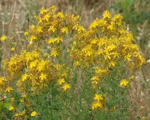 Johanniskrautgewächse