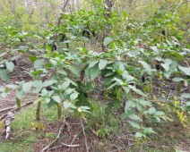 Kermesbeerengewächse