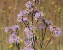 Korbblütengewächse