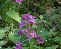 Kreuzblütengewächse