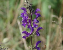 Lippenblütengewächse