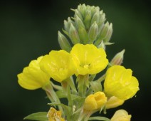 Nachtkerzengewächse