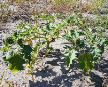 Nachtschattengewächse