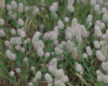 Schmetterlingsblütengewächse