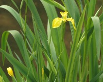 Schwertliliengewächse