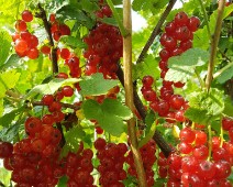 Stachelbeergewächse