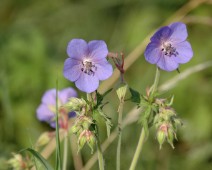 Storchschnabelgewächse