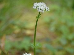 Echter Baldrian Valeriana officinalis (Valerianaceae)