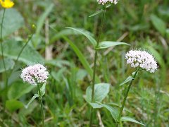 Berg-Baldrian Valeriana montana (Valerianaceae)