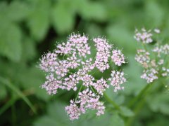 Giersch (Geißfuß) Aegopodium podagraria (Apiaceae)