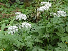 Giersch (Geißfuß) Aegopodium podagraria (Apiaceae)