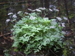 Giersch (Geißfuß) Aegopodium podagraria (Apiaceae)