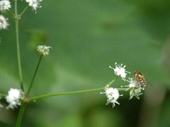 Sanikel Sanicula europaea (Apiaceae)<br><br>mit Schwebfliege<br><br><br><br>