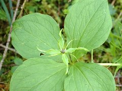 Einbeere Paris quadrifolia (Trilliaceae)