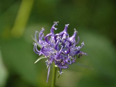 Kugel-Teufelskralle Phyteuma orbiculare (Campanulaceae)