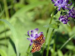 Kugel-Teufelskralle Phyteuma orbiculare (Campanulaceae)<br><br>mit Gelbwürfeligen Dickkopffalter