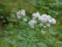 Akeleiblättrige Wiesenraute Thalictrum aquilegifolium (Ranunculaceae)