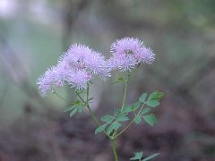 Akeleiblättrige Wiesenraute Thalictrum aquilegifolium (Ranunculaceae)