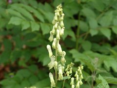 Fuchs-Eisenhut Aconitum vulparia (Ranunculaceae)