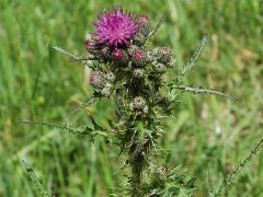 Krause Distel Carduus crispus (Asteraceae)