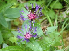Berg-Flockenblume Centaurea montana (Asteraceae)
