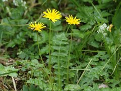 Hainsalat Aposeris foetida (Asteraceae)