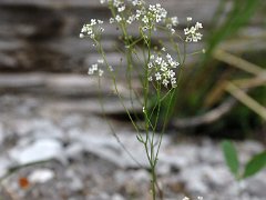 Kugelschötchen Kernera saxatilis (Brassicaceae)