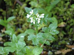 Bitteres Schaumkraut Cardamine amara (Brassicaceae)