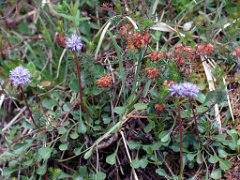 Herzblättrige Kugelblume Globularia cardifolia (Globulariaceae)