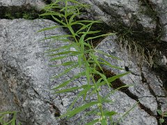 Quirlblättrige Weißwurz Polygonatum verticillatum (Liliaceae)