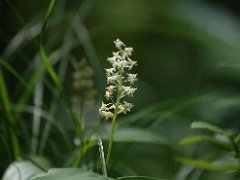 Zweiblättrige Schattenblume Maianthemum bifolium (Liliaceae)