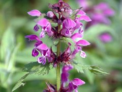 Gefleckte Taubnessel Lamium maculatum (Lamiaceae)