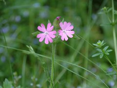 Jupiter-Lichtnelke Lychnis flos-jovis (Caryophyllaceae)