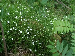 Moos-Nabelmiere Moehringia muscosa (Caryophyllaceae)