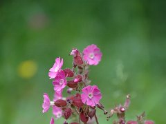 Rote Lichtnelke Silene dioica (Caryophyllaceae)