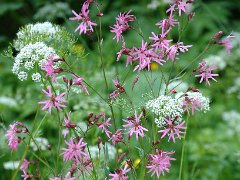 Kuckucks-Lichtnelke Lychnis flos-cuculi (Caryophyllaceae)