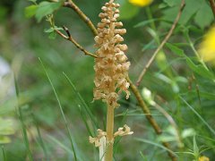 Vogel-Nestwurz Neottia nidus-avis (Orchidaceae)
