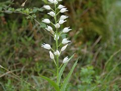 Langblättriges Waldvögelein Cephalanthera longifolia (Orchidaceae)