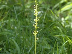 Großes Zweiblatt Listera ovata (Orchidaceae)