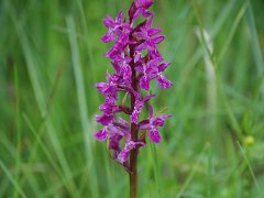 Breitblättriges Knabenkraut Dactylorhiza majalis (Orchidaceae)
