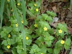 Hain-Gilbweiderich Lysimachia nemorum (Primulaceae)