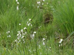 Schmalblättriges Wollgras Eriophorum angustifolium (Cyperaceae)
