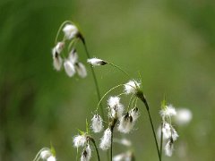 Schmalblättriges Wollgras Eriophorum angustifolium (Cyperaceae)