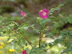 Alpen-Rose Rosa pendulina (Rosaceae)