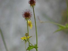 Echte Nelkenwurz Geum urbanum (Rosaceae)