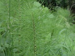 Wald-Schachtelhalm Equisetum sylvaticum (Equisetaceae)