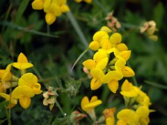 Hufeisenklee Hippocrepis comosa (Fabaceae)