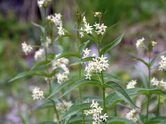 Weiße Schwalbenwurz Vincetoxicum hirundinaria (Asclepiadaceae)